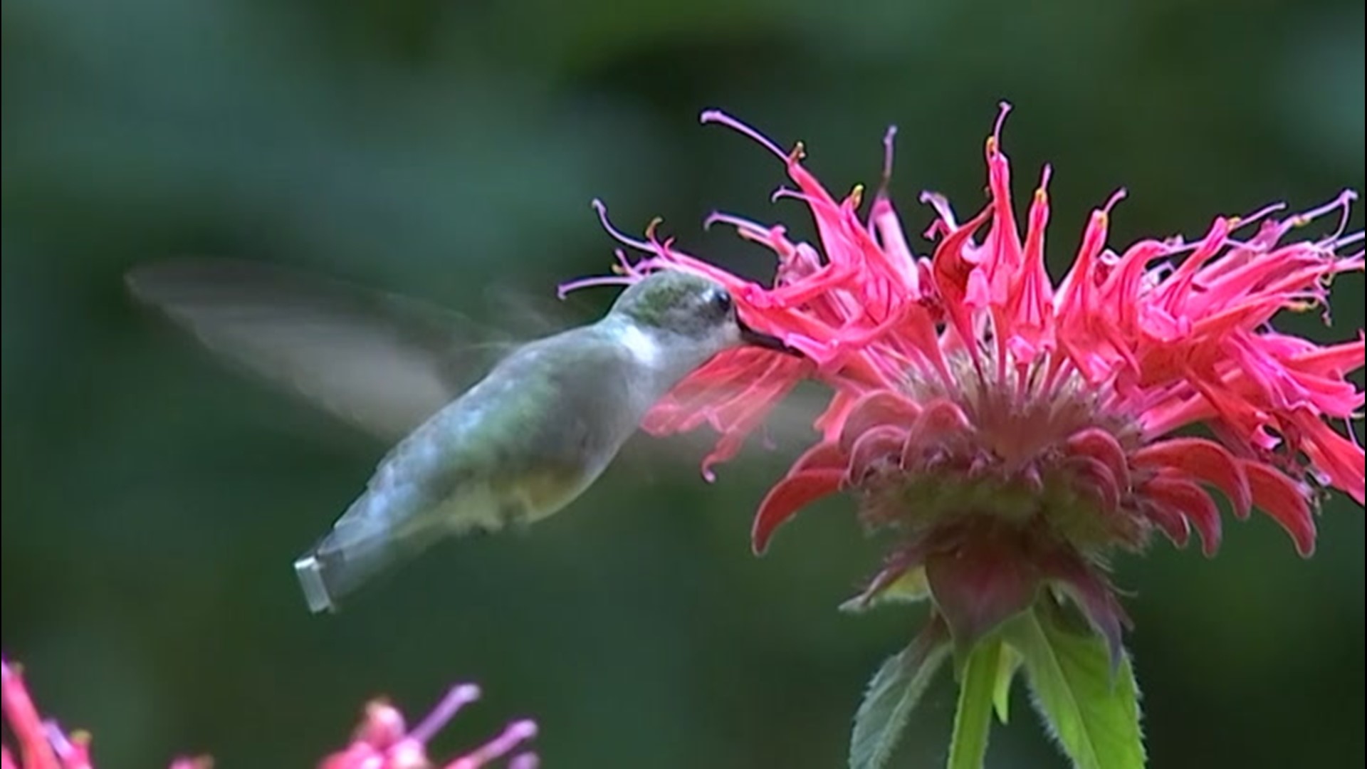 They're as light as a feather and swift like the wind, buzzing northward for the annual breeding season. Blake Naftel takes us on the flight of the hummingbird.