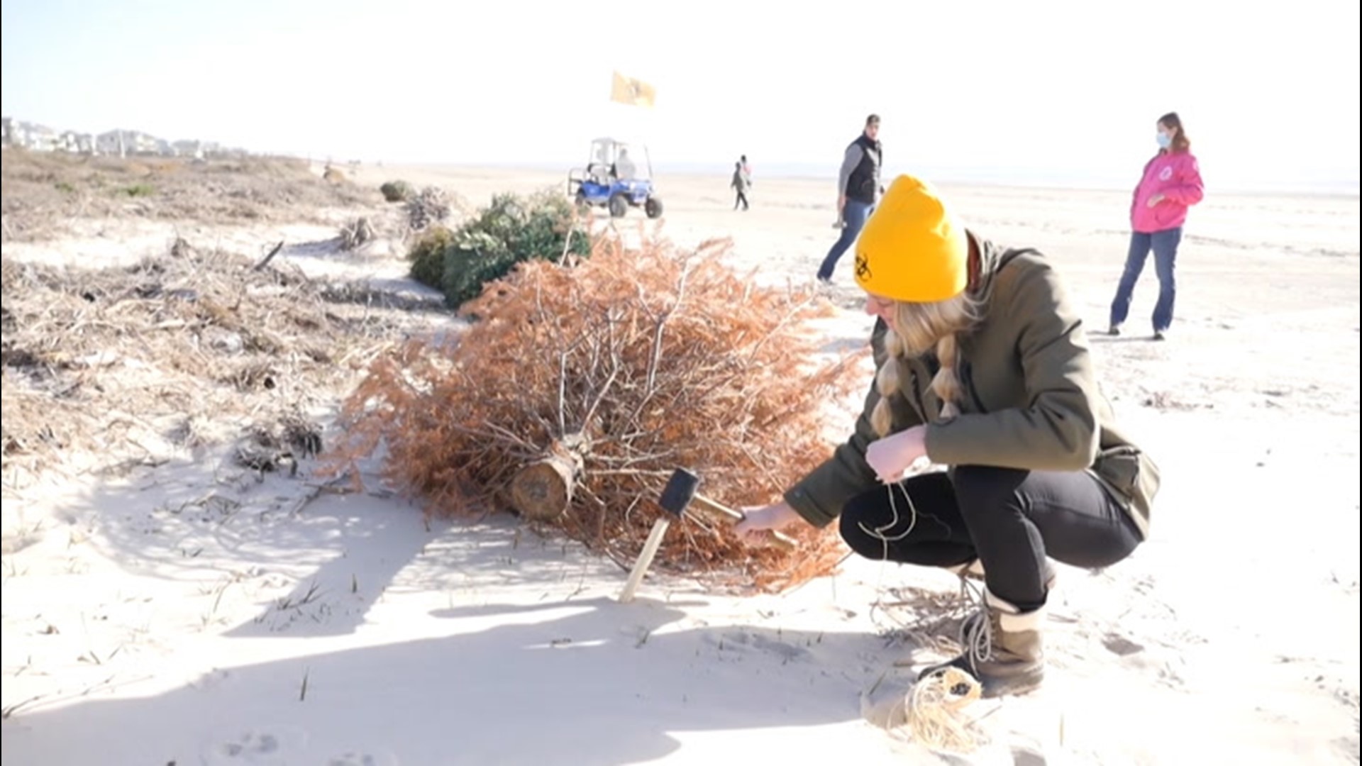 Sand dunes that were damaged in storms along the shore in Surfside Beach, Texas, are being rebuilt using Christmas trees.