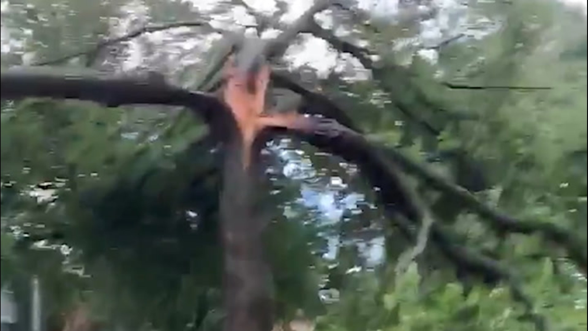 Lighting Splits Tree In Three 