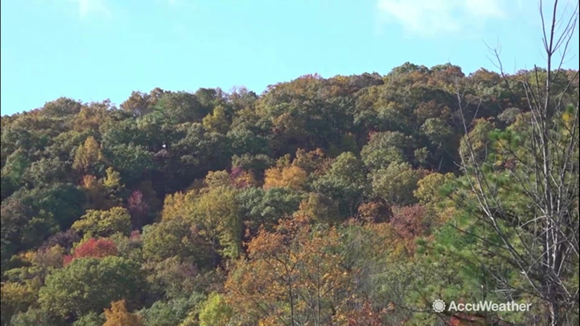 It's peak fall foliage season for the northeast. But do you know how and why the leaves change colors?