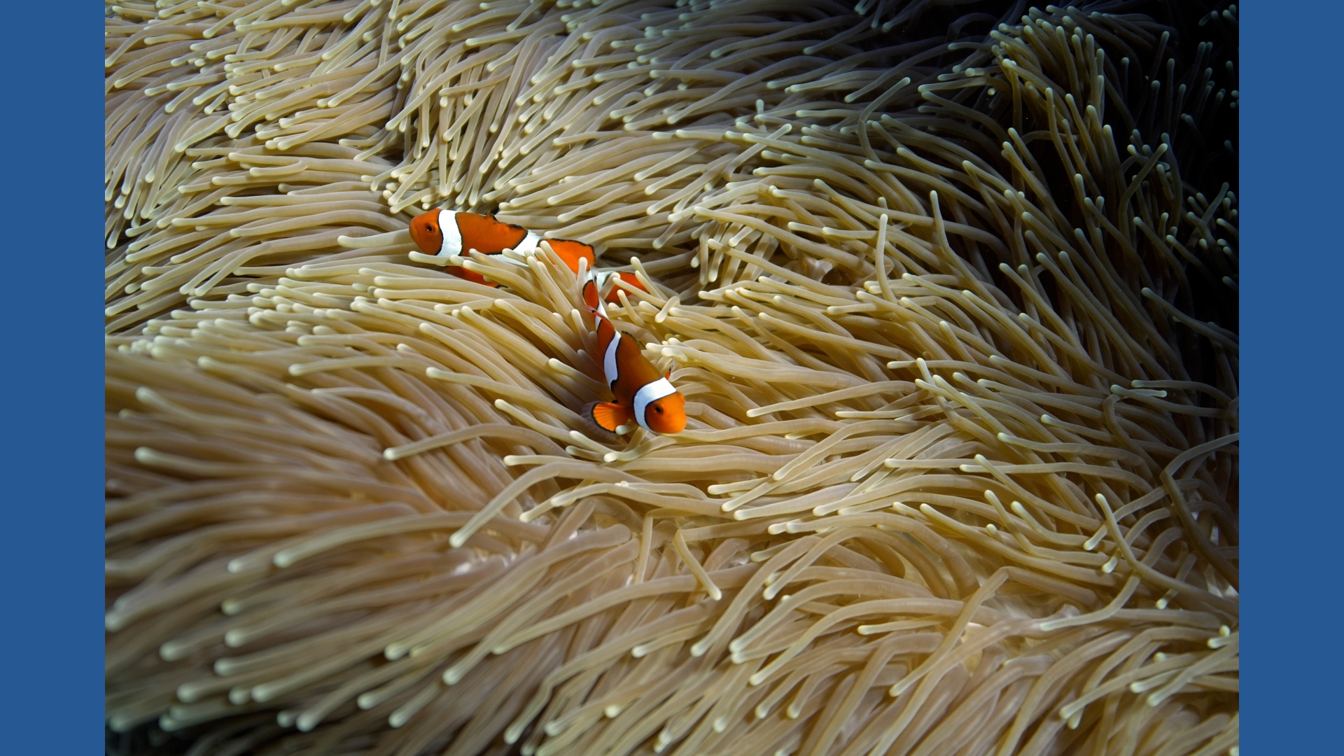 Ecosystem Ranks Almost all coral reef ecosystems face risk of collapse in 50 years ...