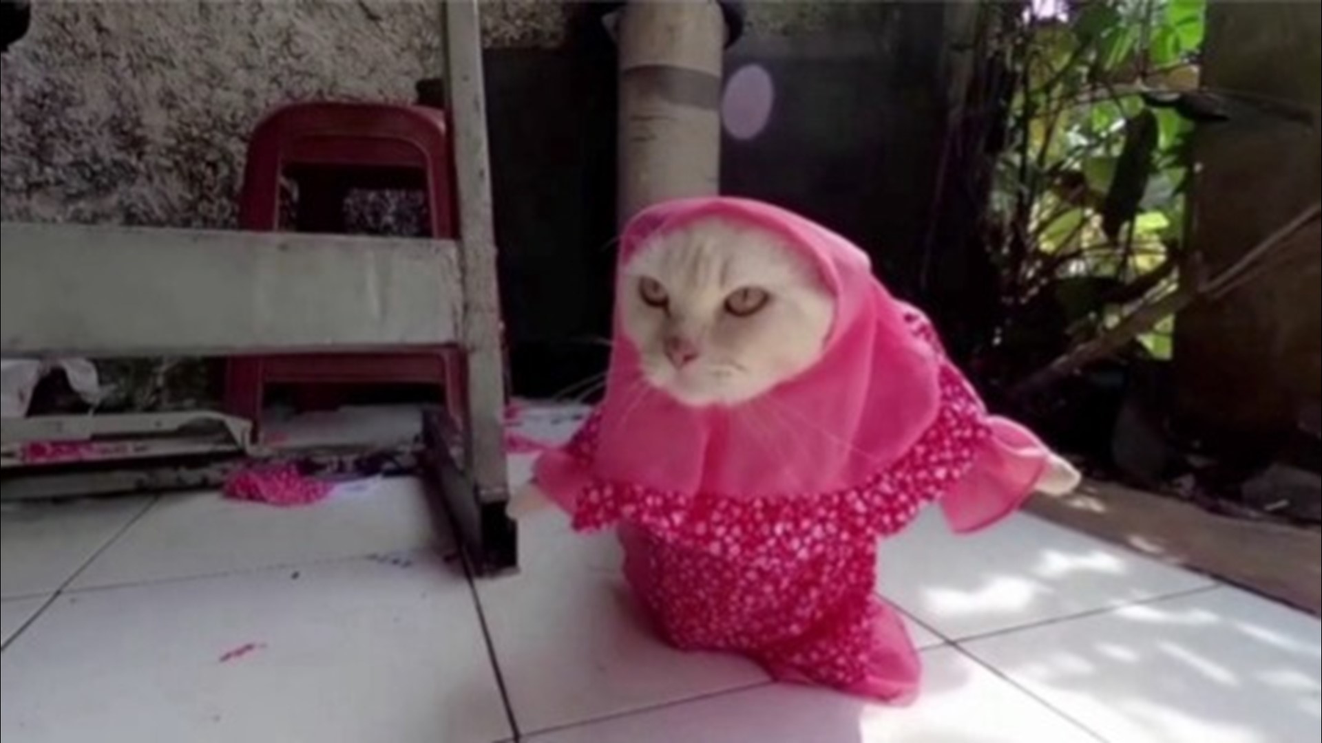 Spice Up Your Cats Day With These Amazing Costumes