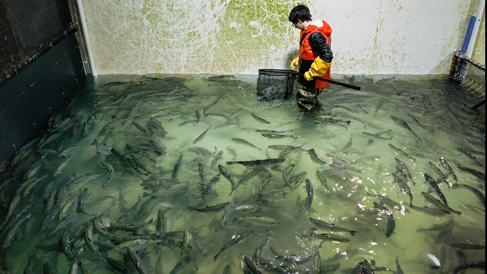 A New York food bank was offered more than 40,000 pounds of coho salmon — a bountiful feast. But there was a catch. The fish were still swimming in their tanks.