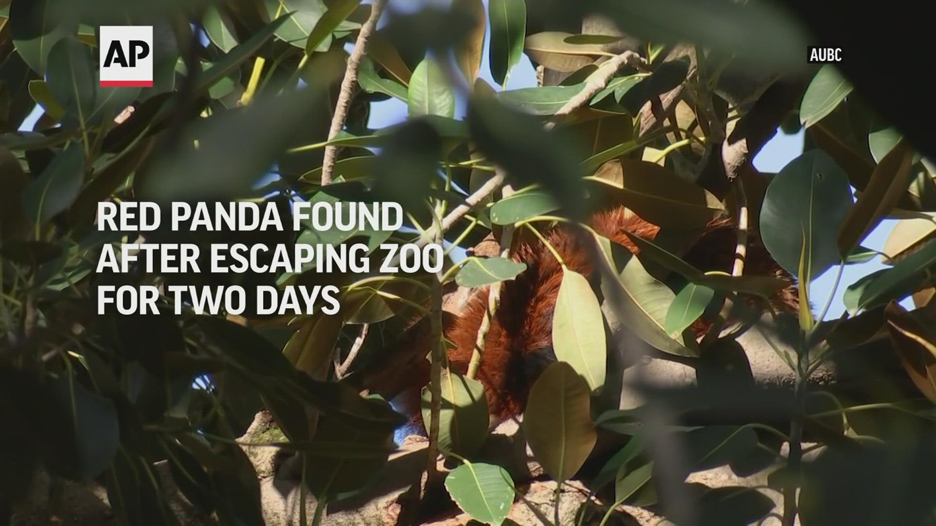 Ravi was caught two days after his escape in a nearby park, hiding up a tree.