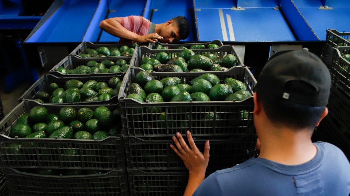 US Suspends Mexican Avocado Imports on Eve of Super Bowl