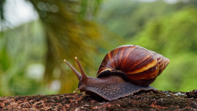 Trail of slime leads German customs to bags of giant snails