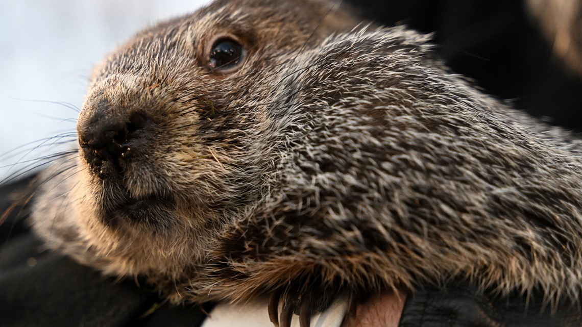 When is groundhog day? | kiiitv.com - Vimarsana News