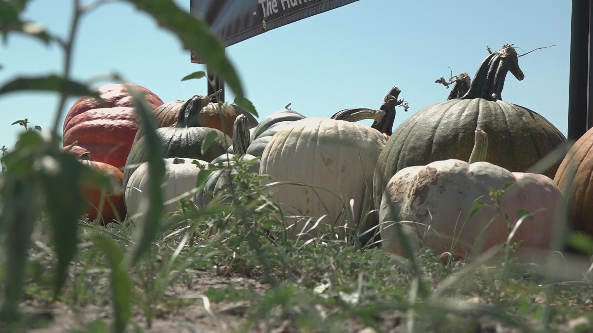 Some farmers aren't able to harvest their own pumpkins because of the lack of rain.
