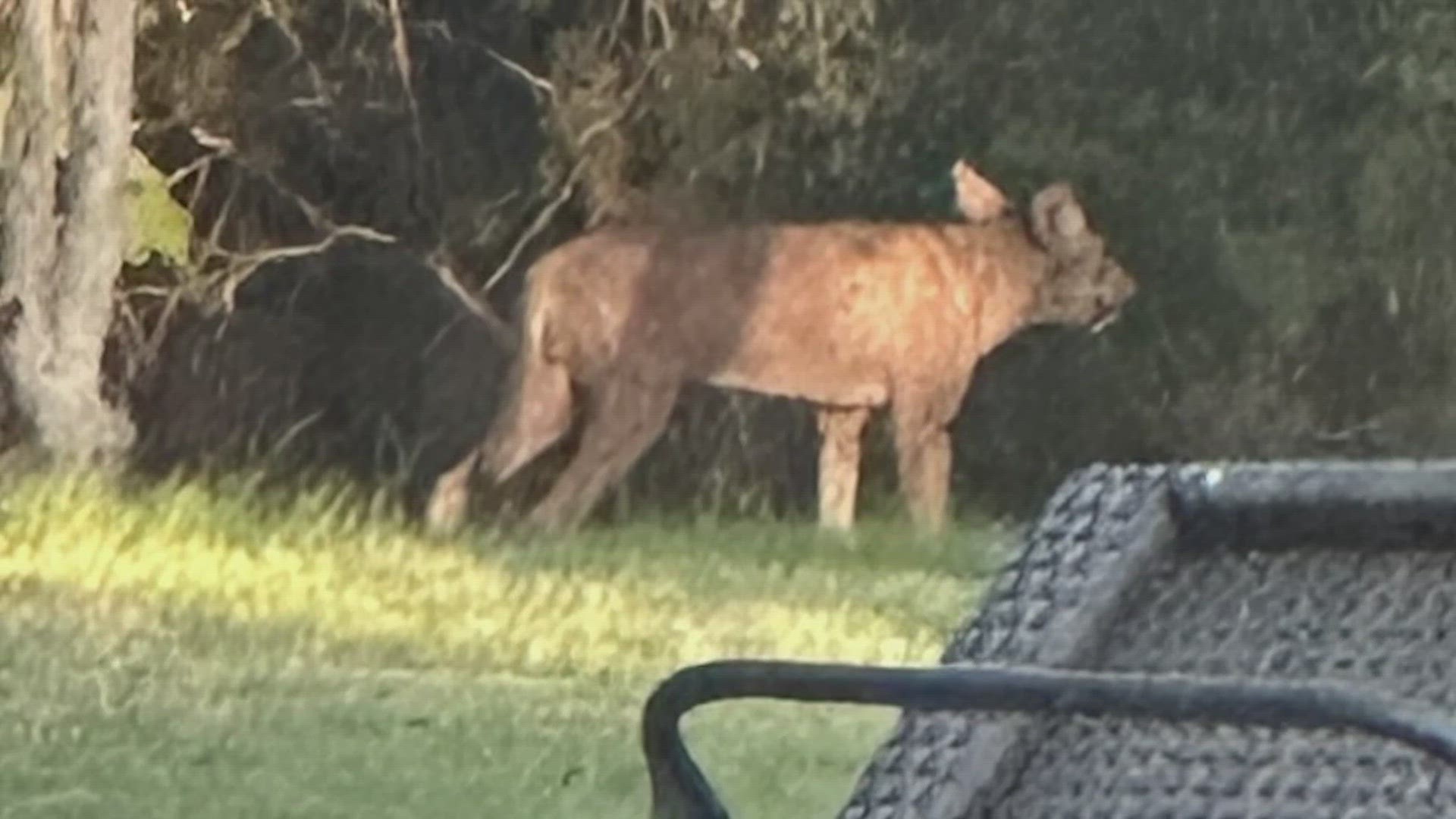 The wild animal was spotted at a north-side home on Tuesday. The property owner is now asking the public to help identify it.
