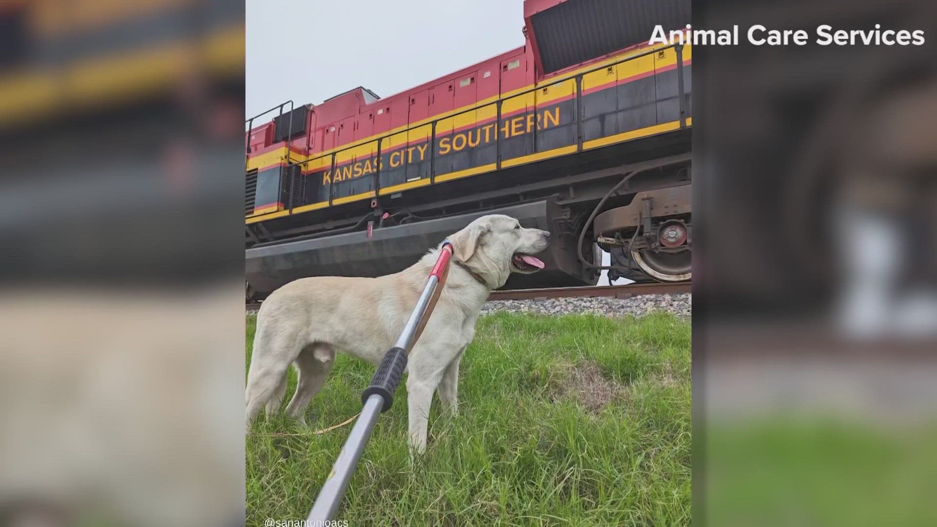 He was saved by an ACS officer.