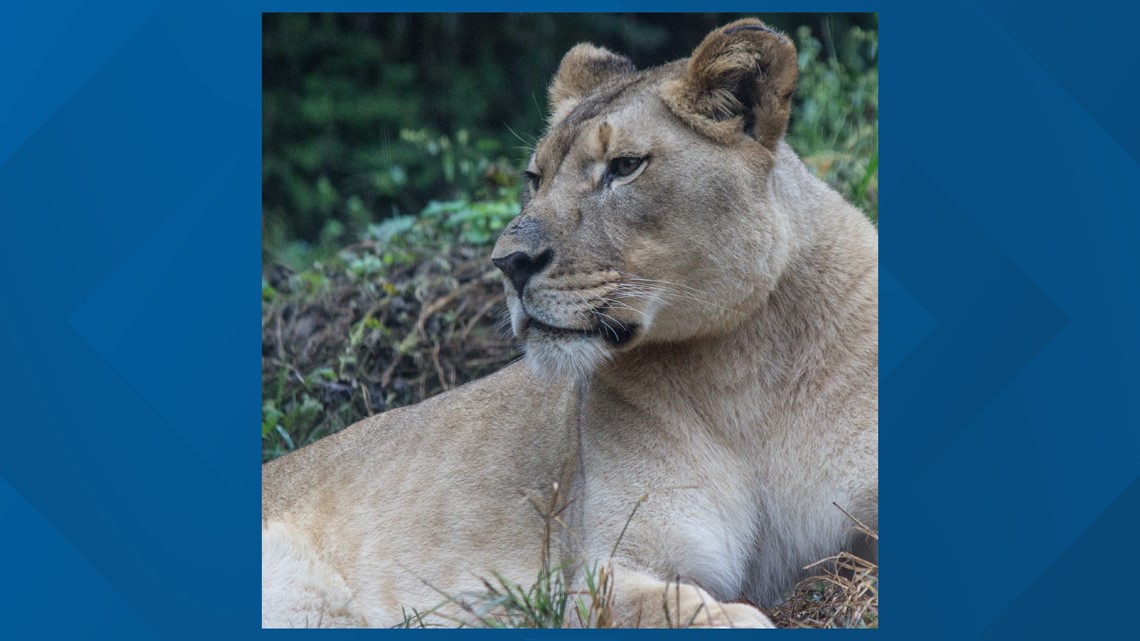 Former San Antonio Zoo lion kills lioness at Alabama zoo