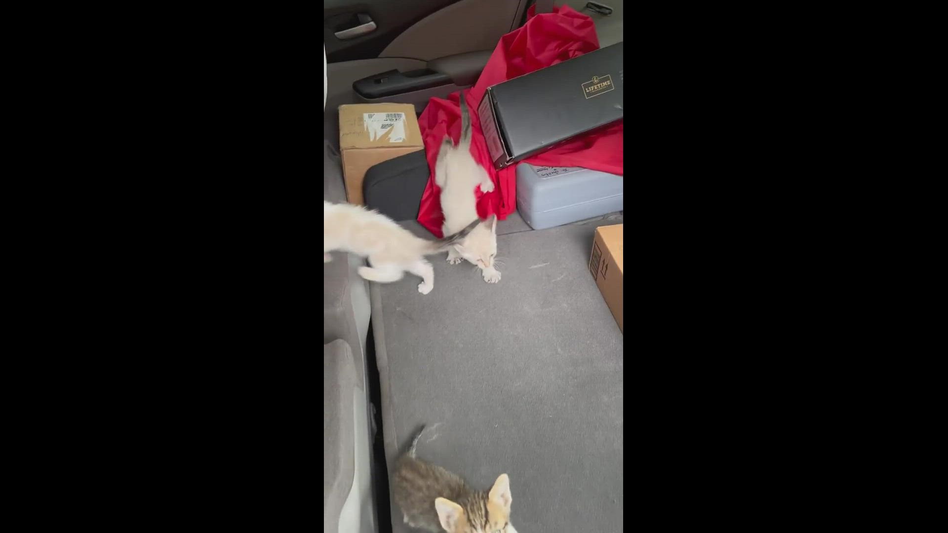 Robert Brantley knew he'd be saving all 13 kittens and began loading them up in his SUV.