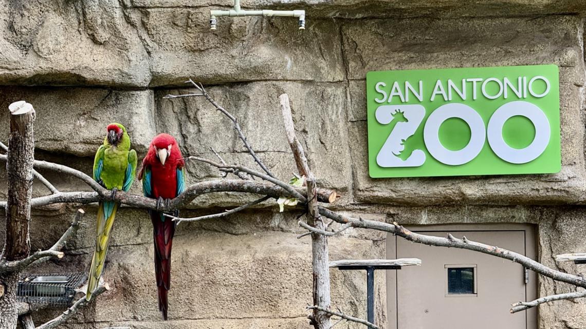 Spurs vs Thunder sparks rivalry between San Antonio Zoo and Oklahoma City Zoo