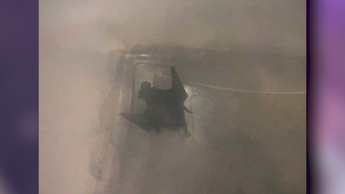 Austin Bat Refuge steps in to remove sealed bats at SA apartments ...
