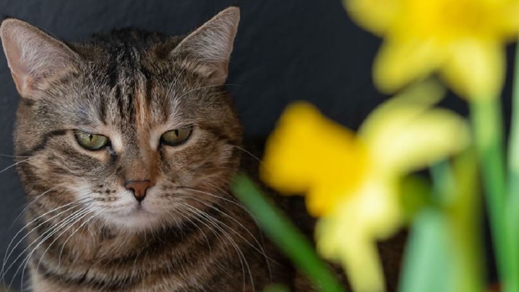 Toxic plants that could potentially harm or even kill your pet