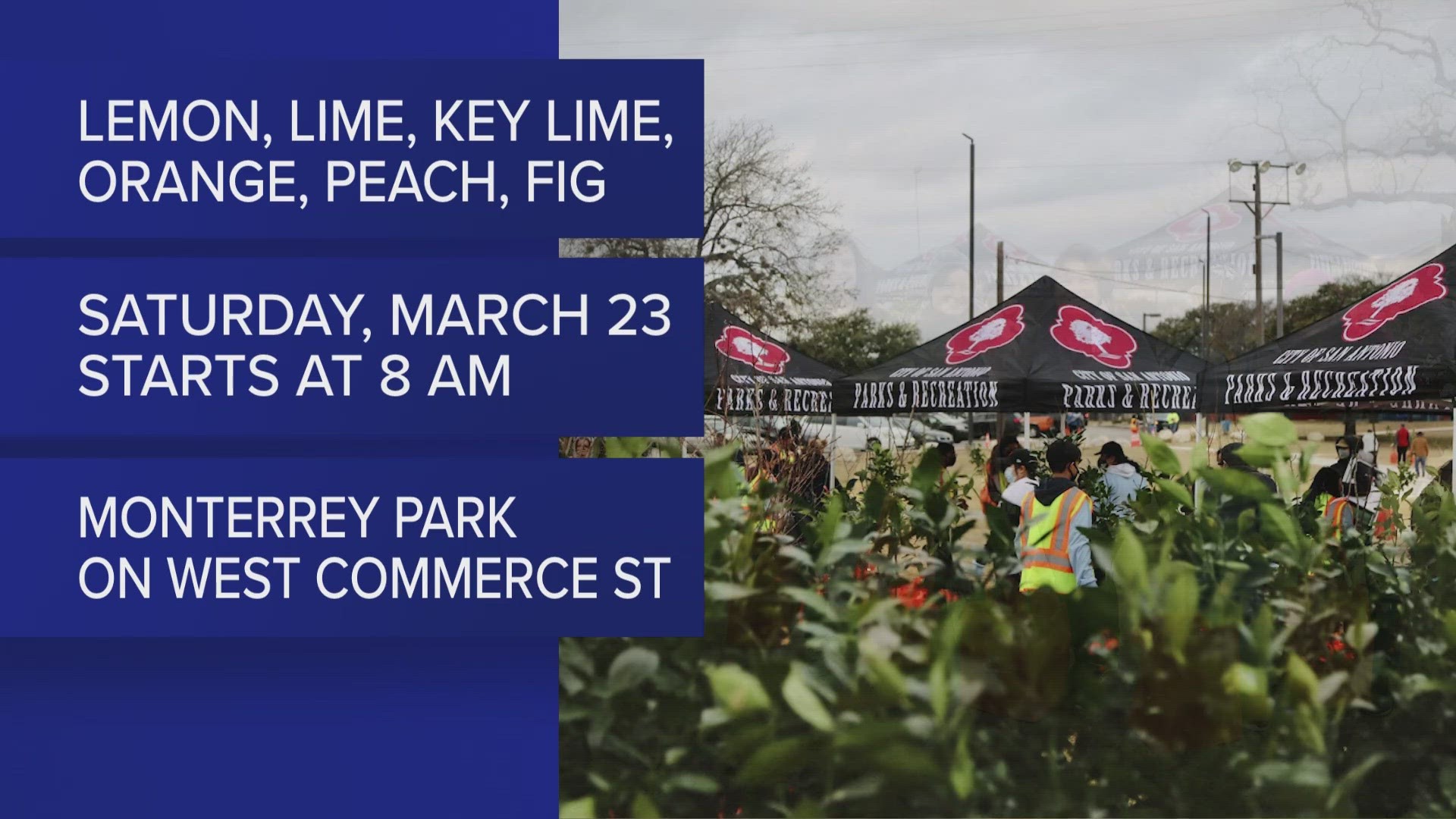 San Antonio Parks and Recreation will hand out 1,000 fruit trees at next saturday's event. The walk-up event starts at 8 a.m.