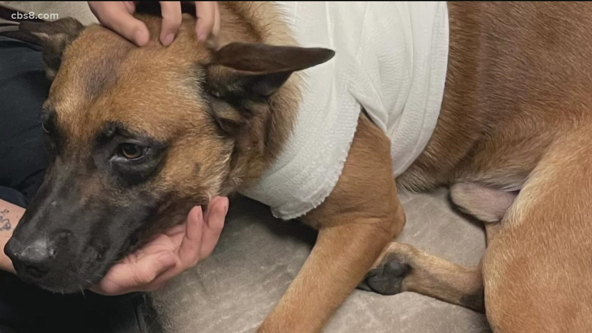 Man arrested for stabbing a California police dog twice in a year ...