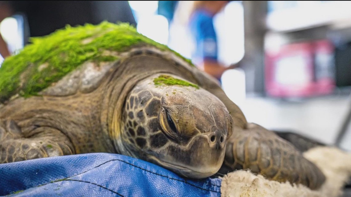 Record season for sea turtle nests in Texas | kiiitv.com