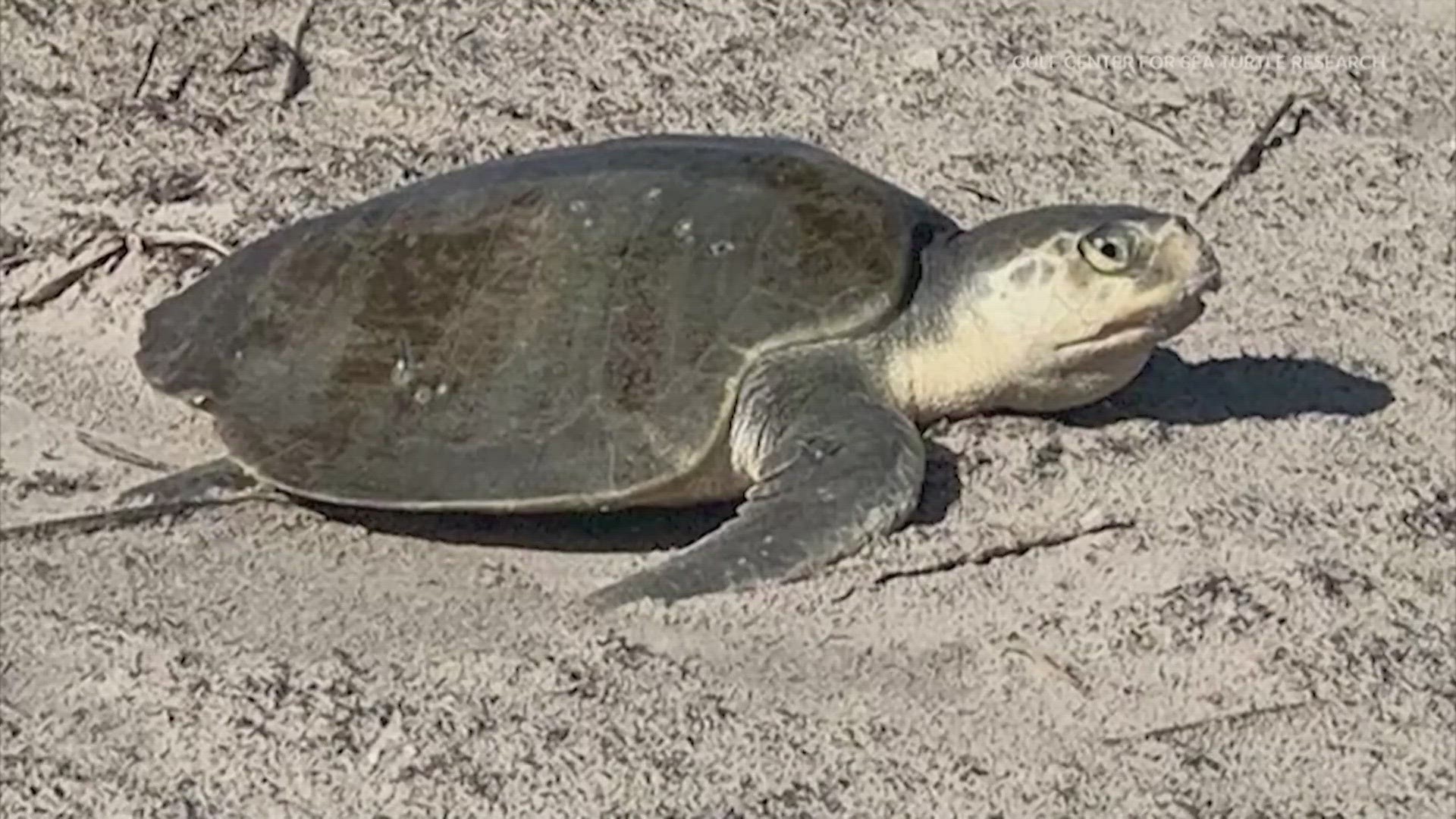 Endangered Kemp's ridley sea turtles are in particular need of protection along the Texas coast.