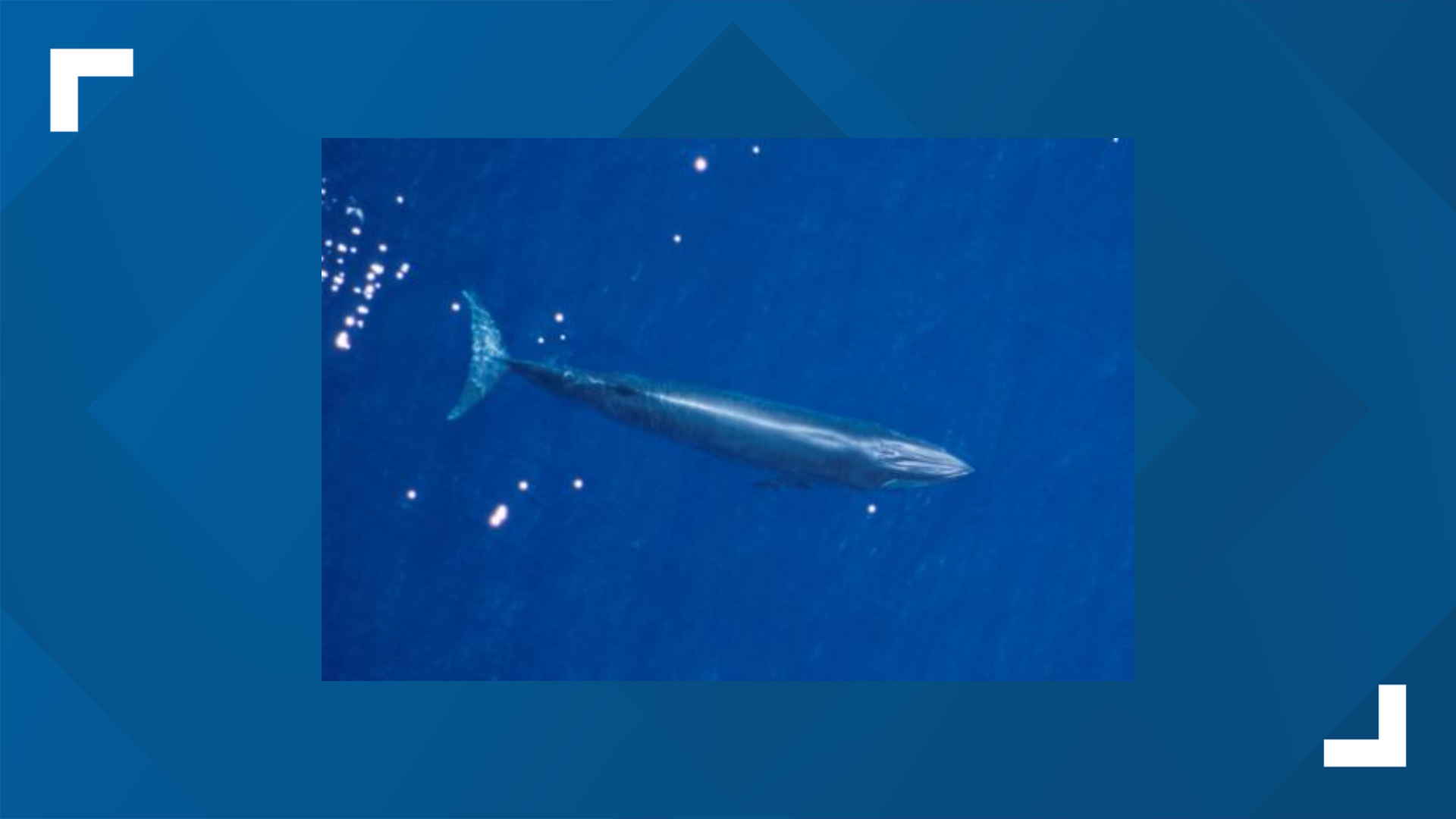 Extremely rare Rice's whale spotted south of Galveston | kiiitv.com