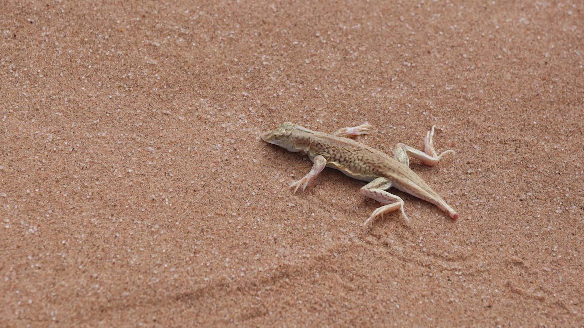 The dunes sagebrush lizard are in West Texas.  Paxton says their designation as endangered undermines the oil and gas industry in the Permian Basin.