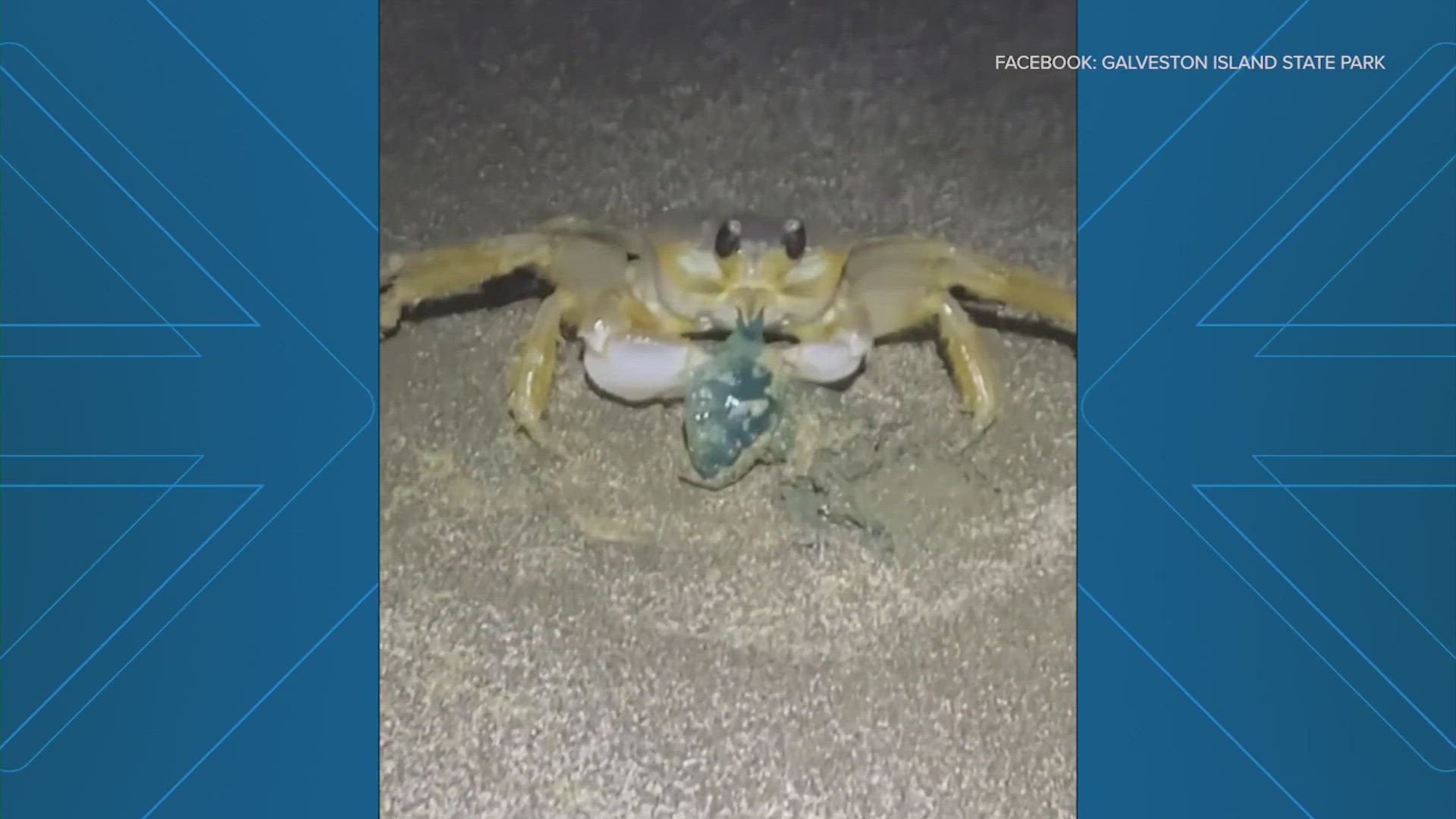 If you don't get stung, don't worry. The ghost crabs have your back!