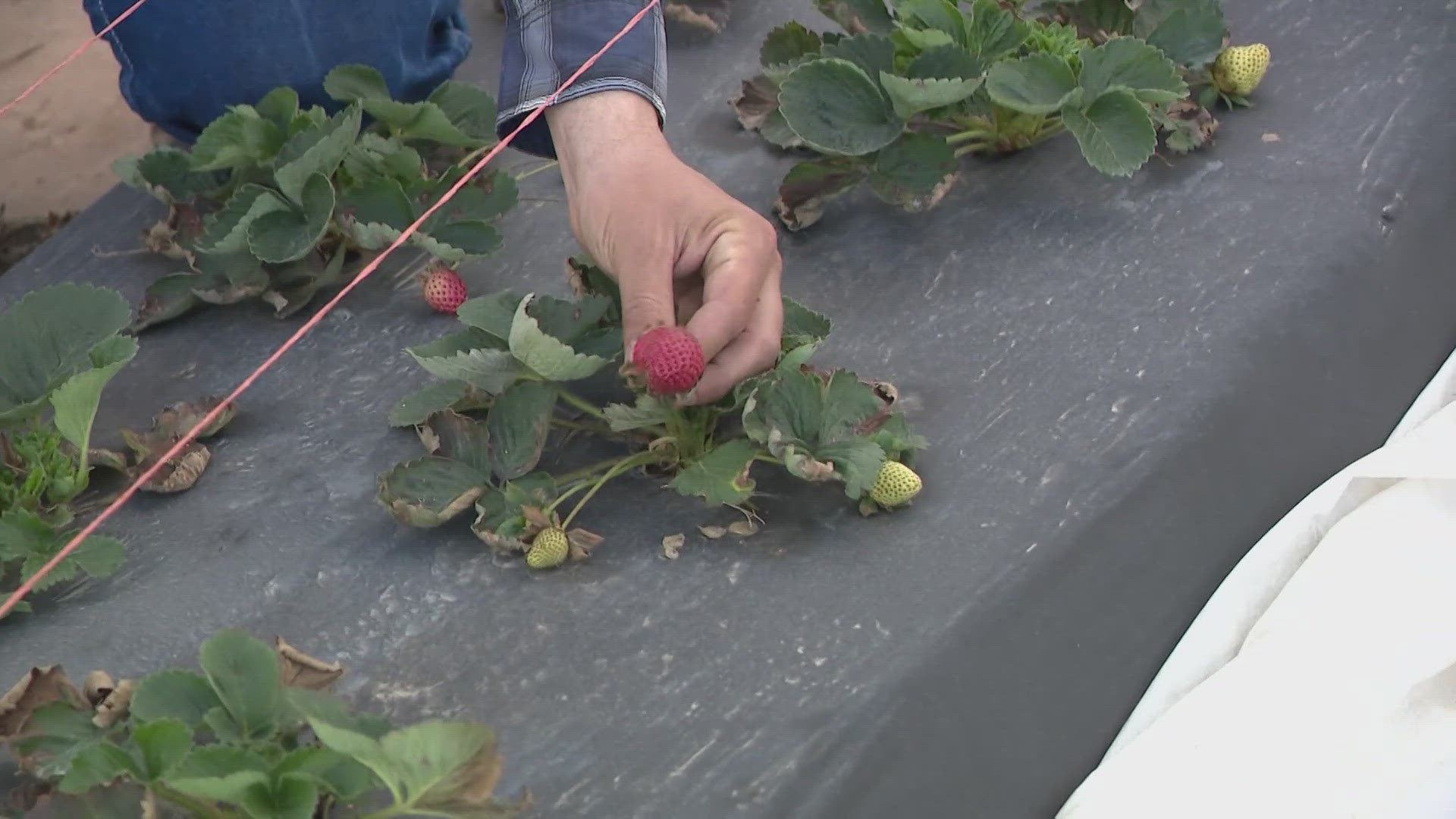 The Houston freeze had a surprising effect on the strawberry crop. The farm is letting people pick the fruit in their fields for the next few weeks.