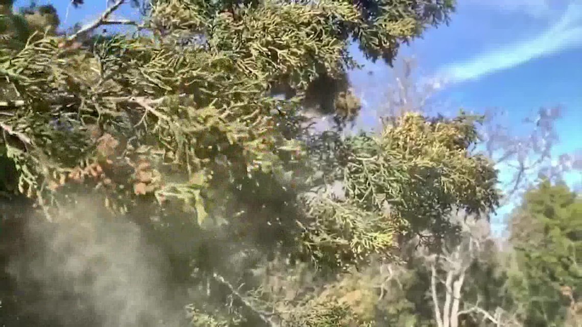 Houston, Southeast Texas cedar pollen spike affecting allergies