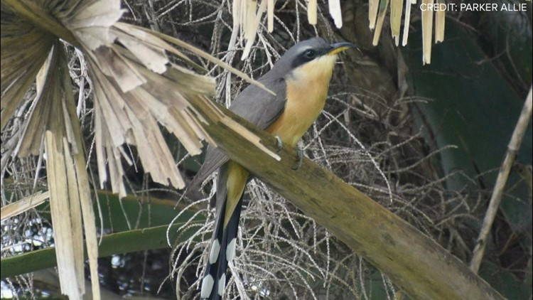 Rare bird spotted in Galveston for first time in 40 years