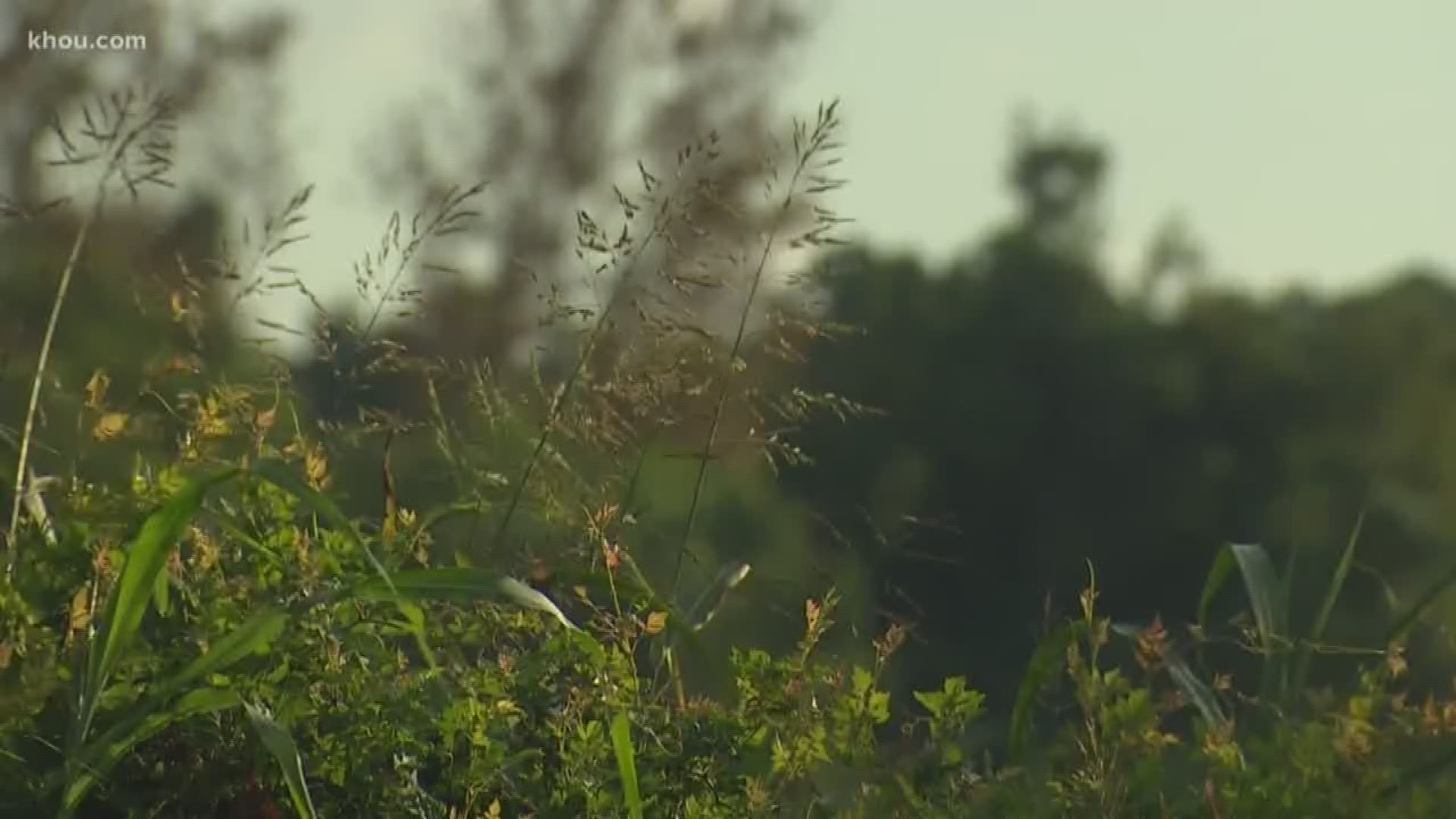 Game wardens and animal rescue groups are on the hunt for a loose chimpanzee spotted by Santa Fe residents.