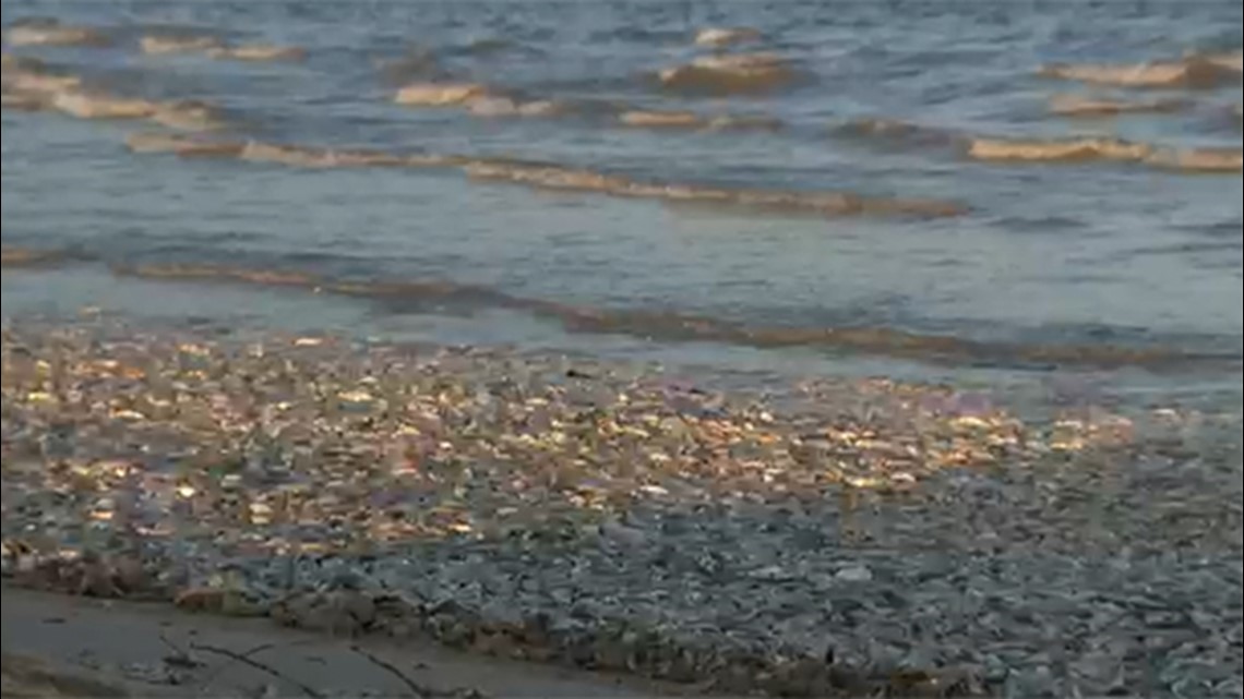 Why are dead fish on beaches in Brazoria County, Texas? - Vimarsana News