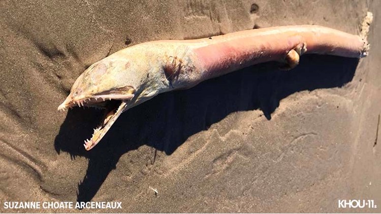 'Hell naw fish': Creature 'straight outta the depths of hell' found on Crystal Beach