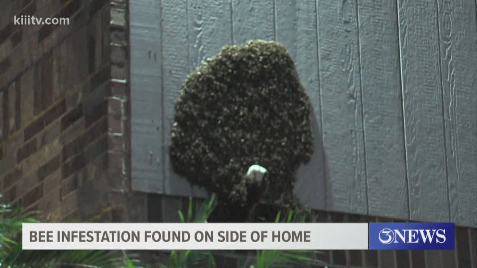 The homeowner got in from work to discover the giant hive that had built up over the last several days.