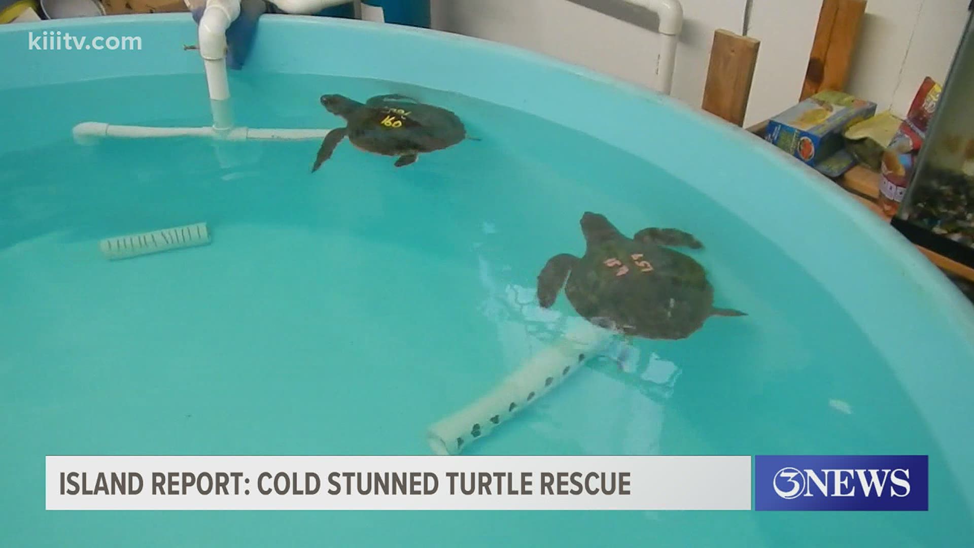 These turtles got a new lease on life after being flown in from the cold waters of Cape Cod.