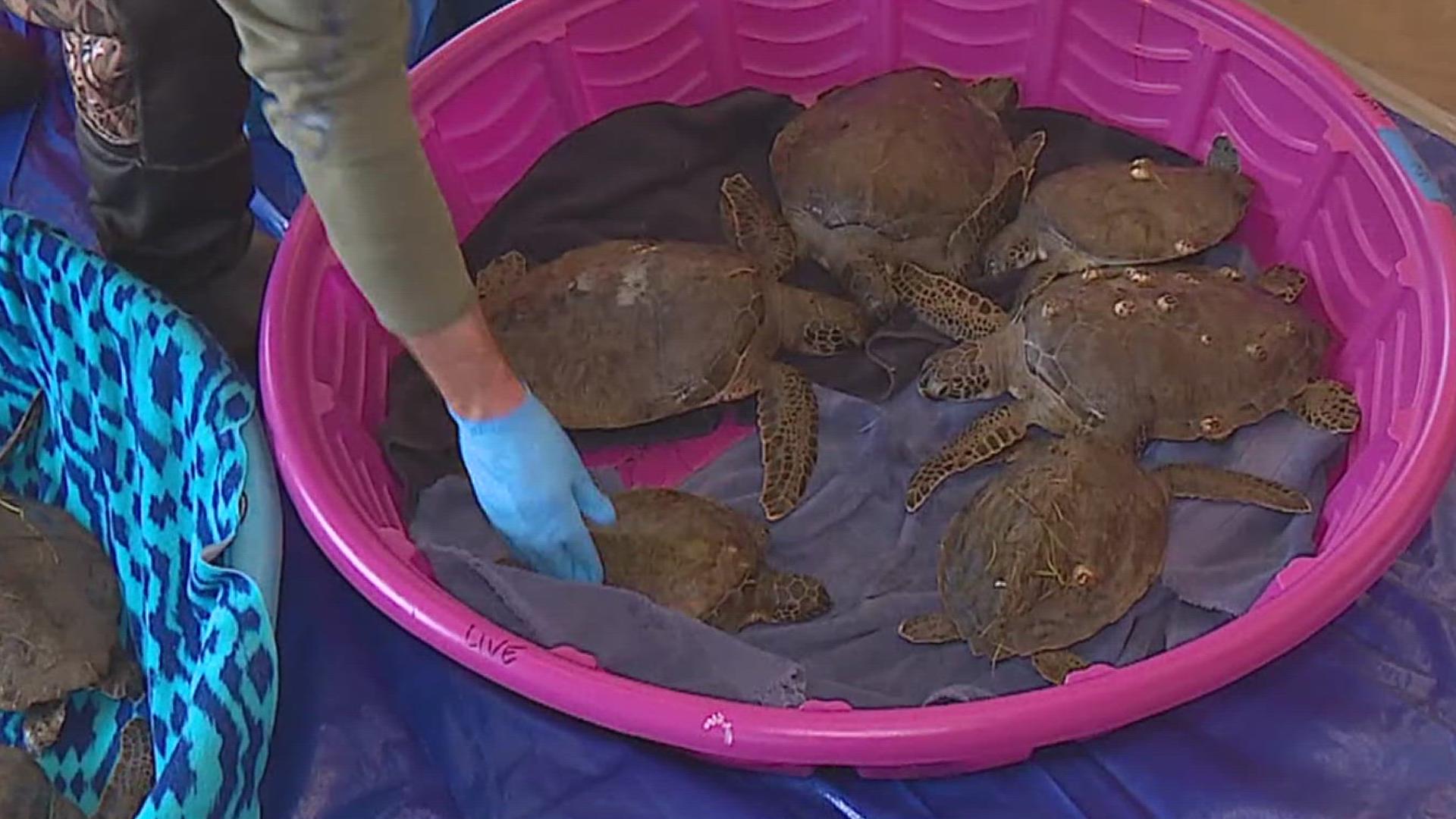 Update: a total of 777 cold stunned turtles saved in January | kiiitv.com