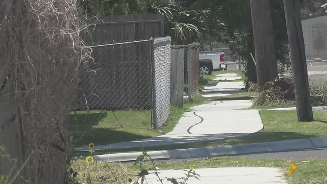 Javelina sighting in Corpus Christi neighborhood
