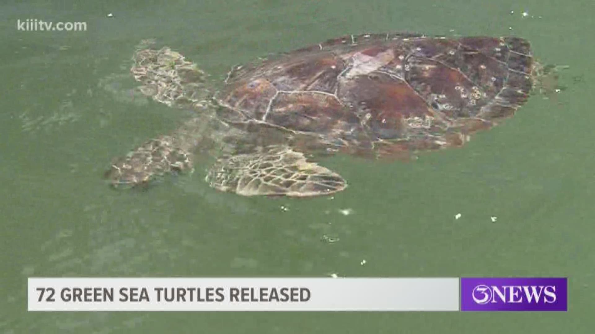 Six dozen rehabilitated green sea turtles released on Padre Island