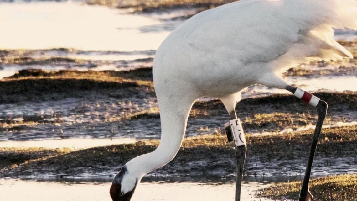 Researchers survey endangered whooping cranes north of Rockport - Vimarsana News