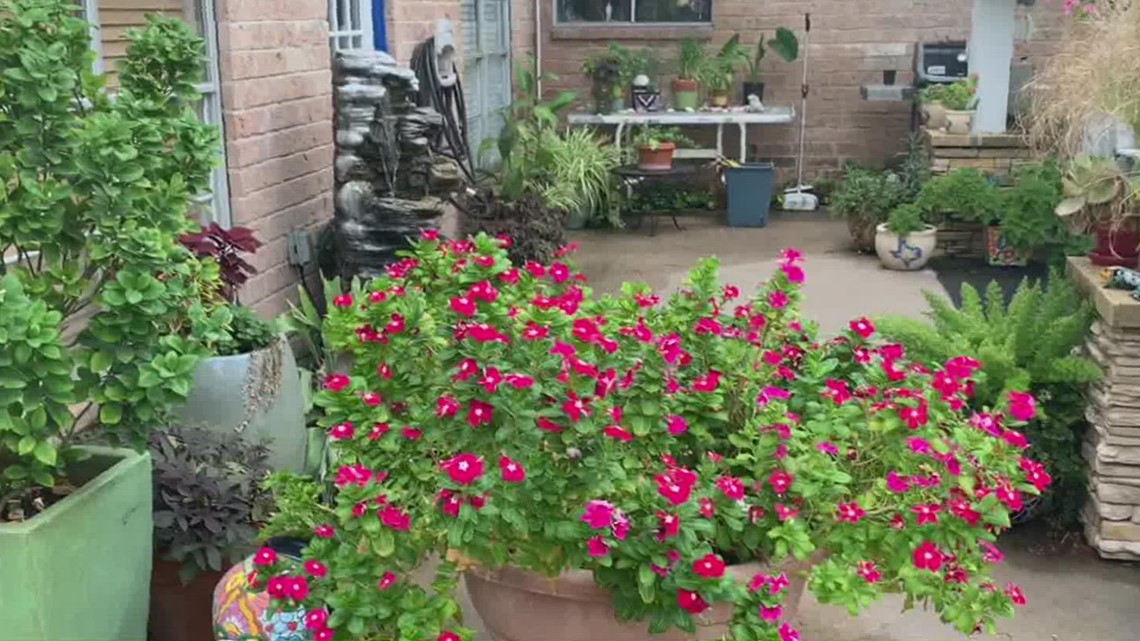 Texas A&M Kevin Gibbs gives advice to homeowners during drought - Vimarsana News
