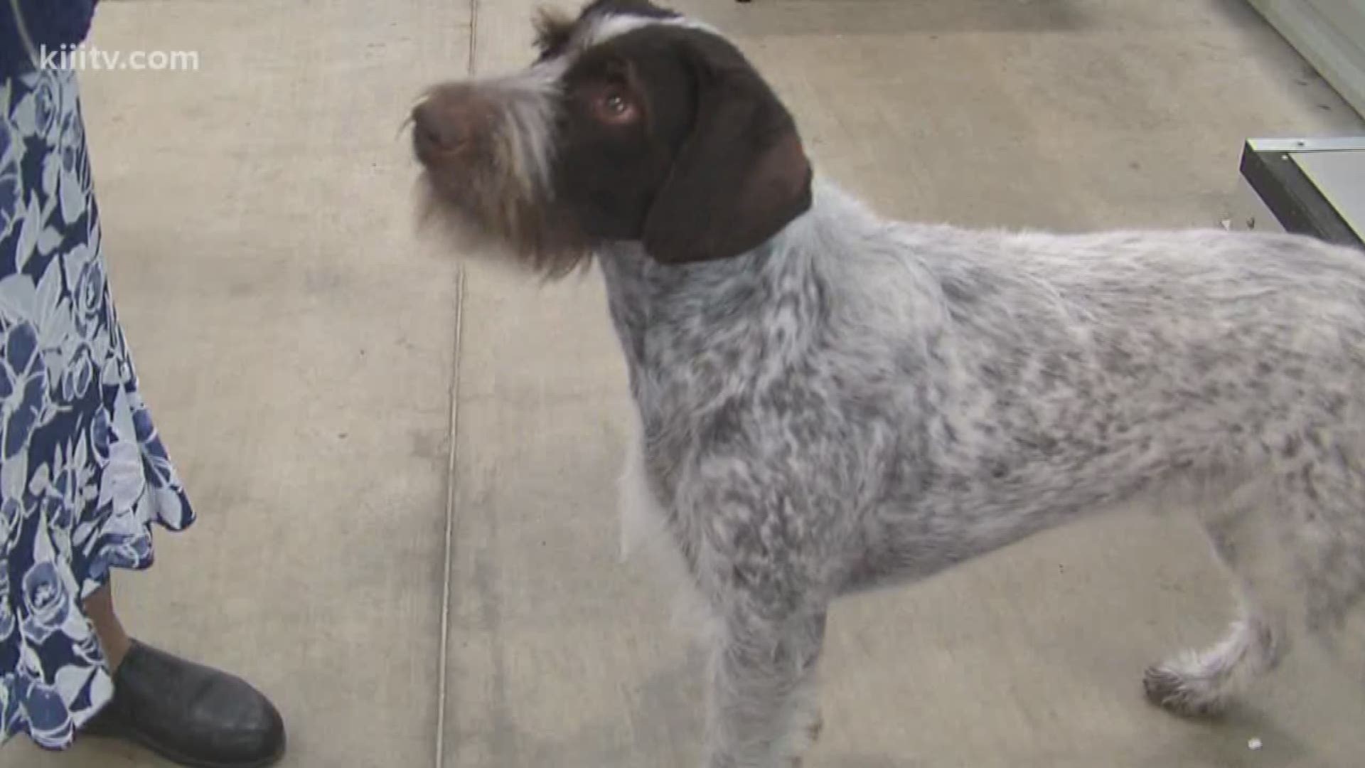Corpus Christi Kennel Club Dog Show concludes