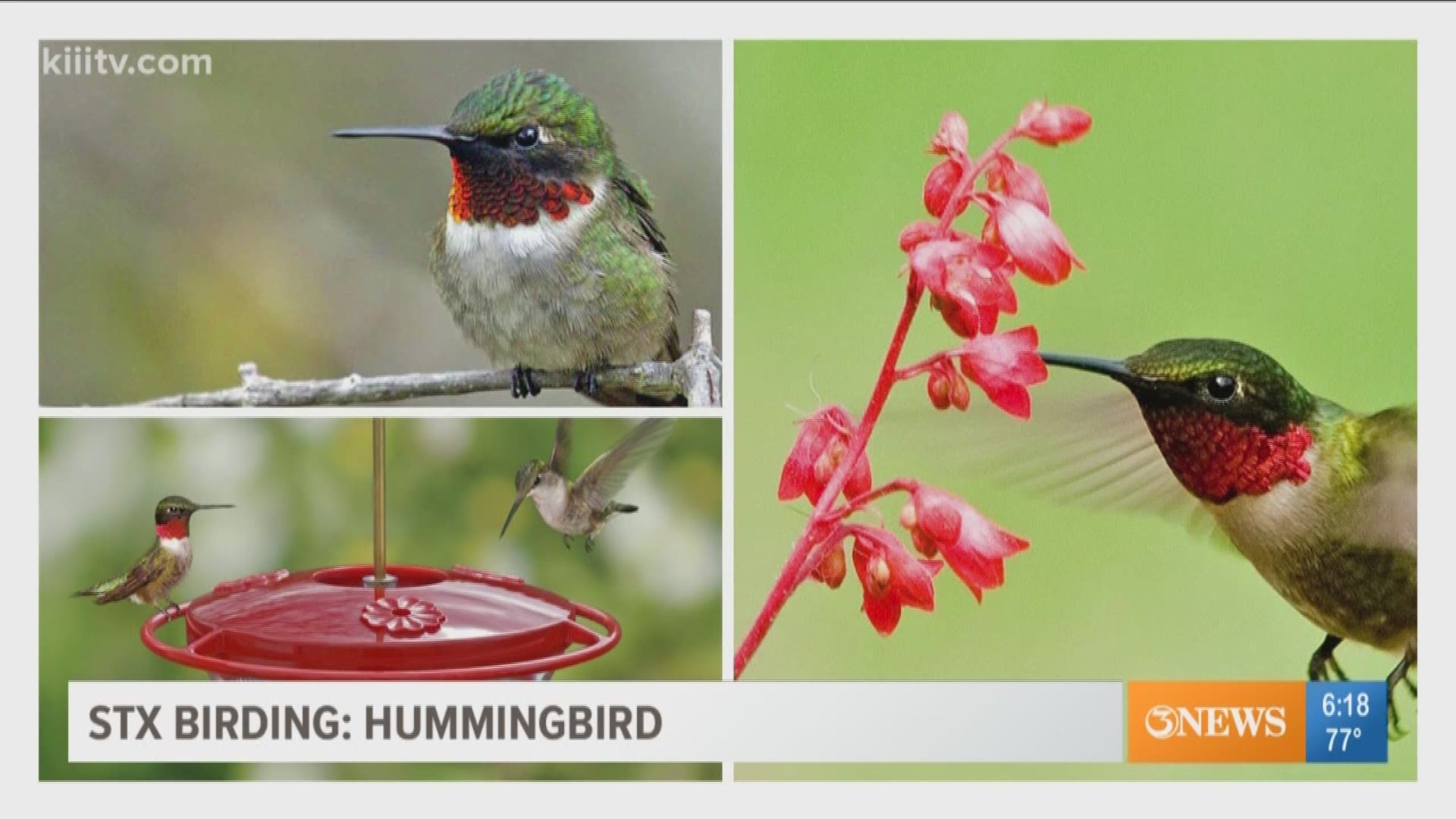 Humming birds and a local festival featuring the birds