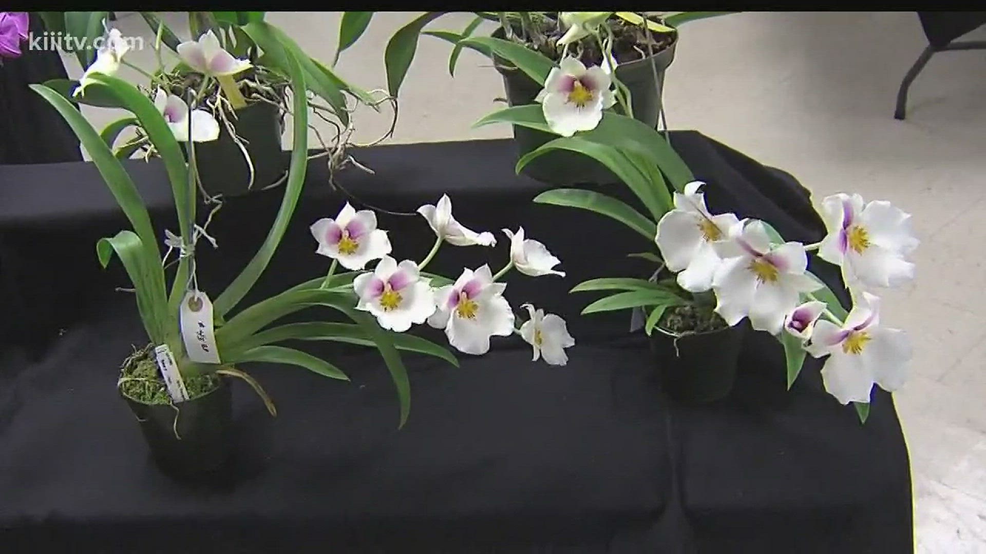 The Corpus Christi Rose Society and top Coastal Bend orchid growers are teaming up this weekend for the Orchid & Rose Show at the South Texas Botanical Gardens.