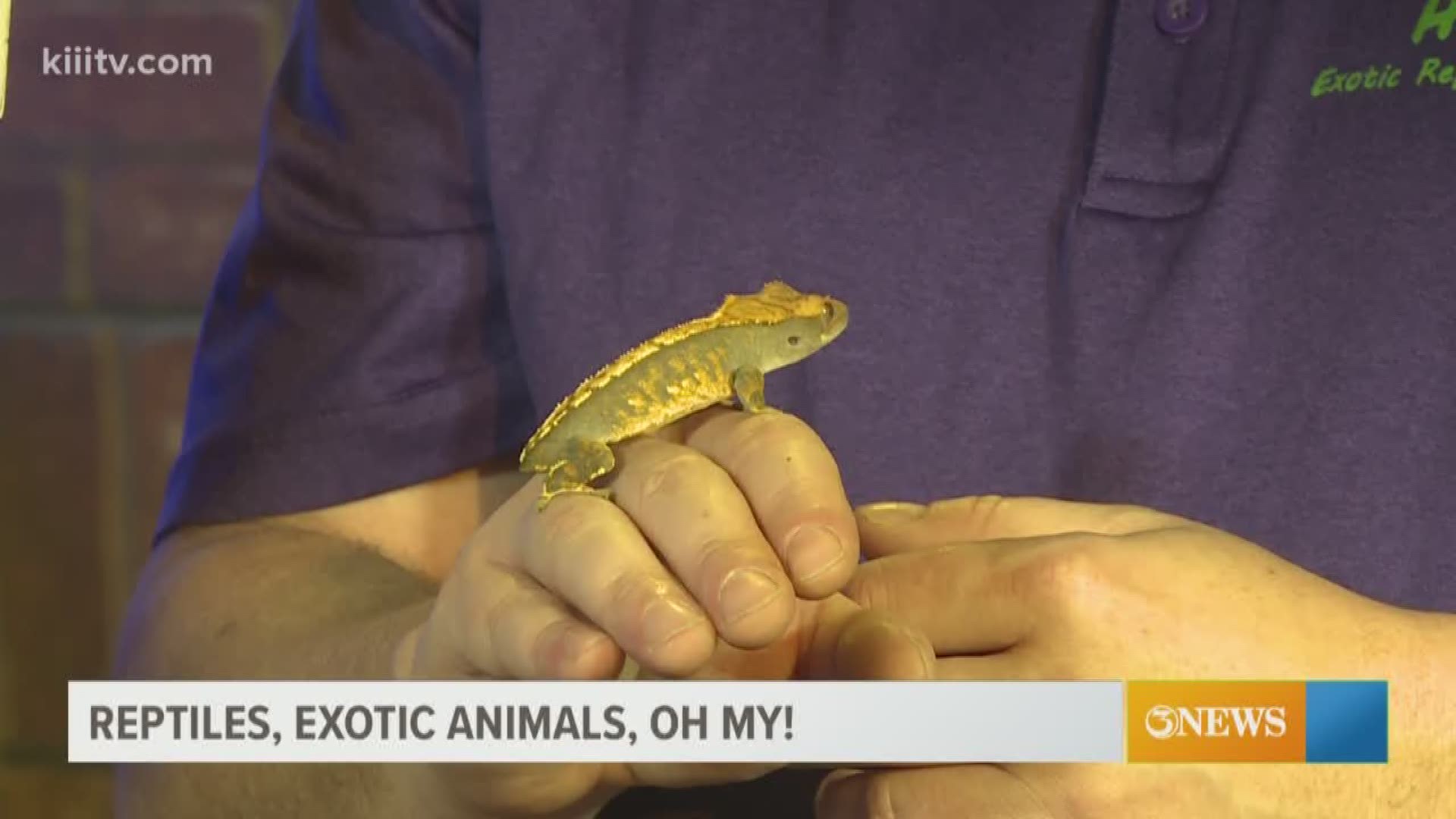 The HERPS Reptile and Exotic Animal Expo is coming to town!