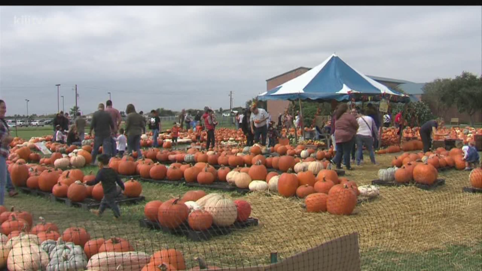 In Corpus Christi pumpkins come from New Mexico because their drier climate in the state makes it easier to plant.