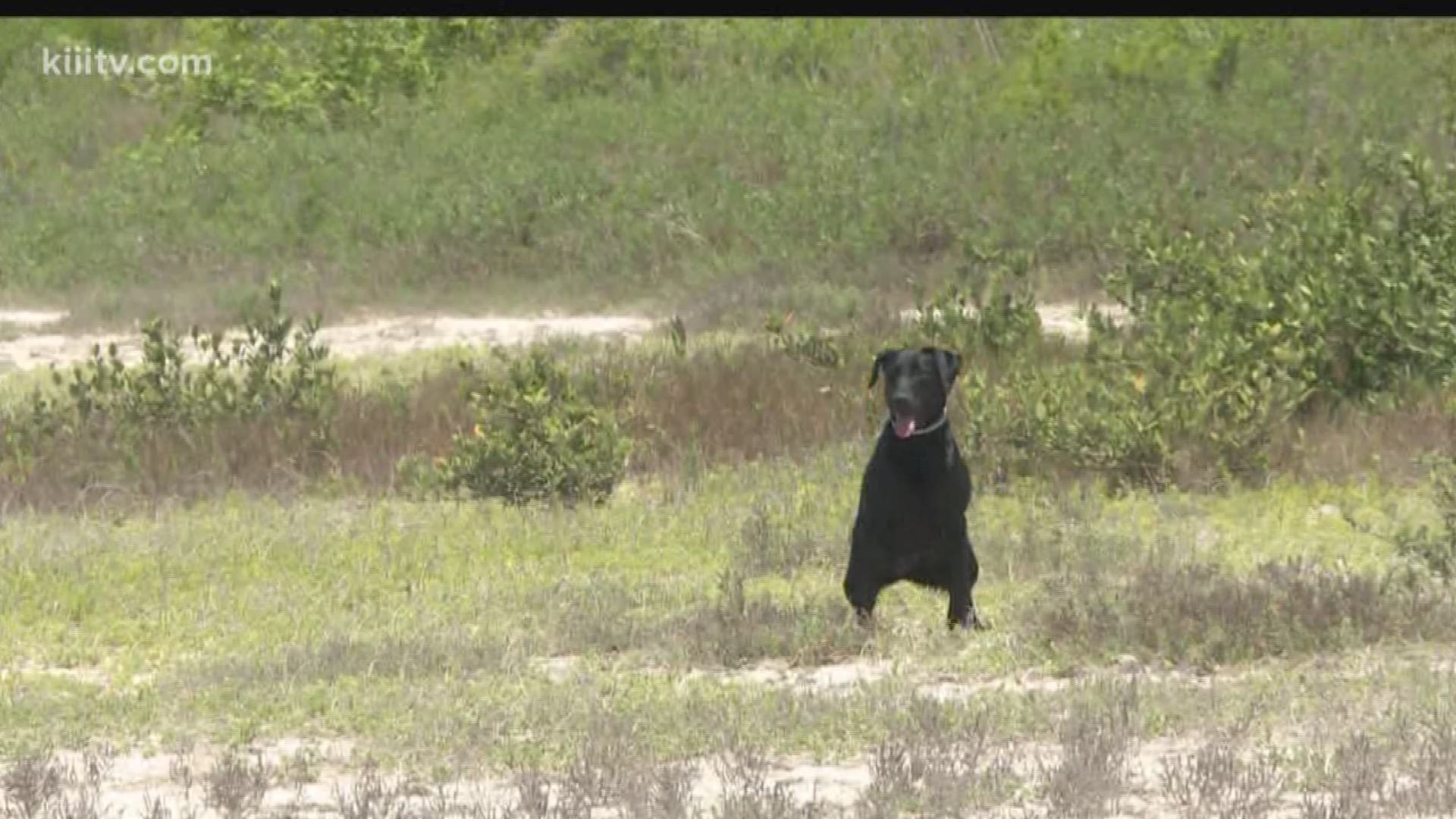 Researchers at the oil spill control school at Texas A&M University-Corpus Christi Monday got a demonstration of one way to discover those oil deposits using a specially trained K-9.