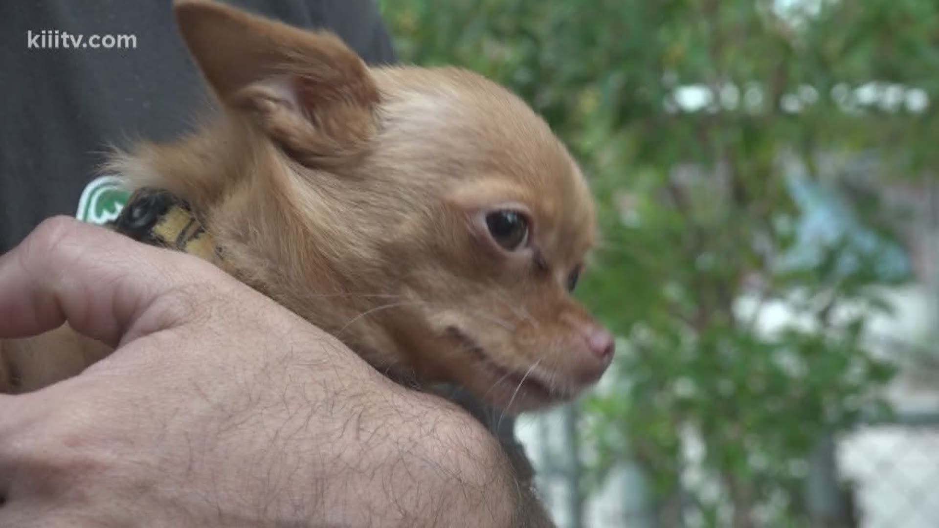 A new program aimed at helping pet owners in under-served communities launched in Corpus Christi.