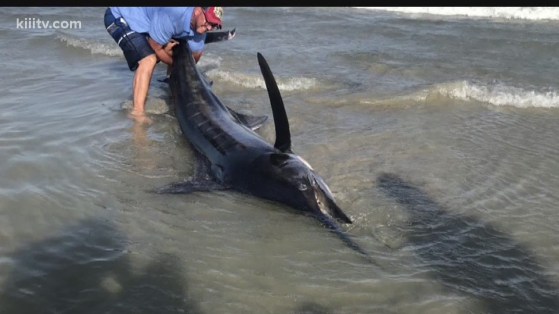 Beach goers in Port Aransas were in for a surprise Sunday when a giant blue marlin washed up on shore.