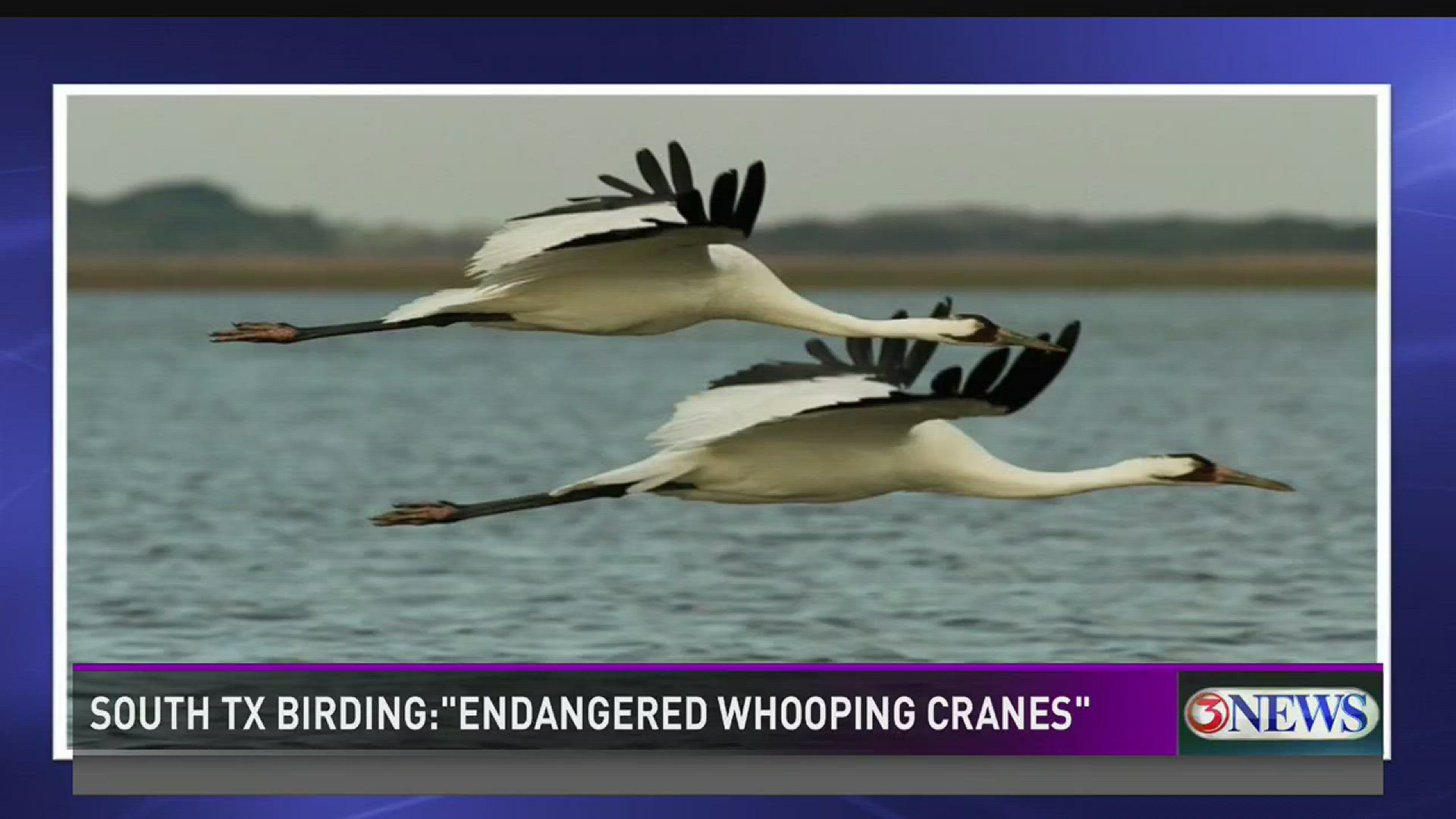 In this edition of South Texas Birding, Dr. Liz Smith joined us to talk about the Texas Whooping Crane Program.