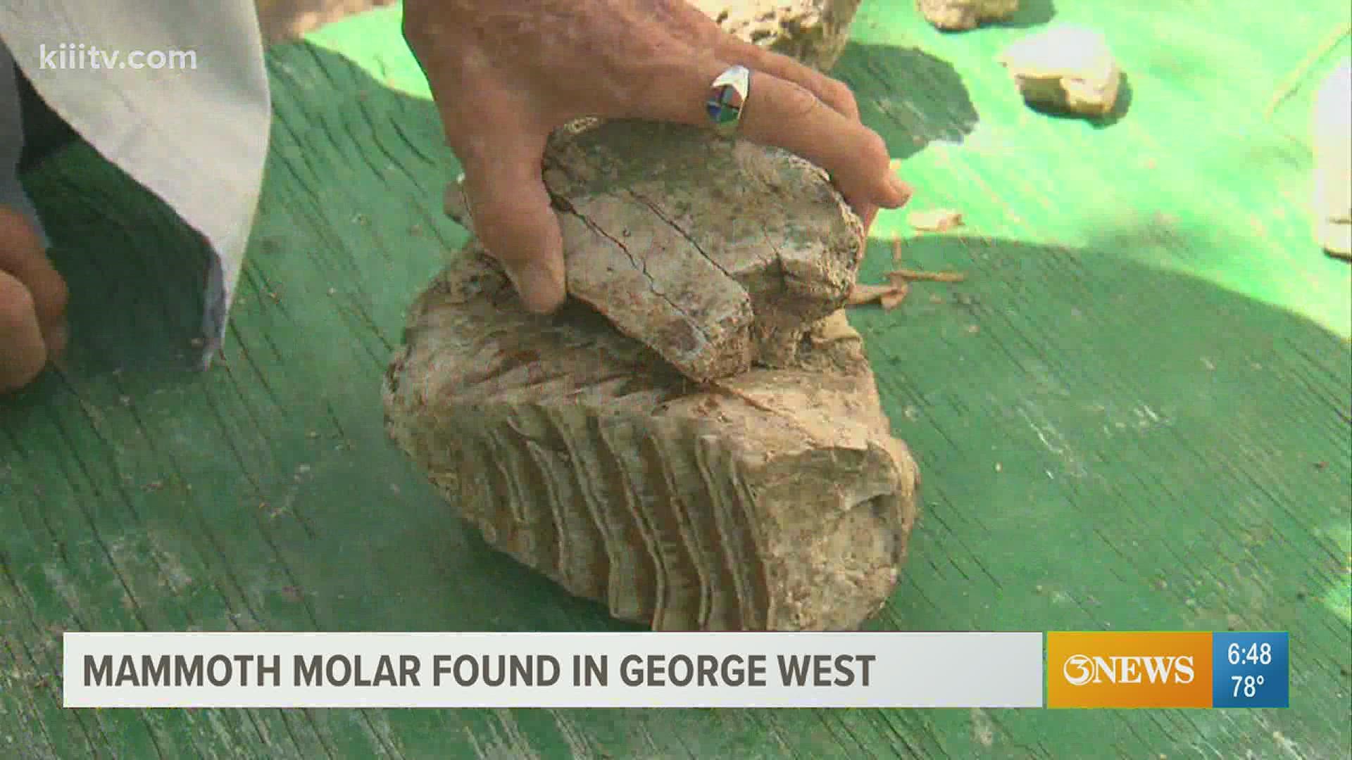 While kayaking along the Nueces River 68 year old Gipper Nelson discovered the fossilized molar of this colossal creature.