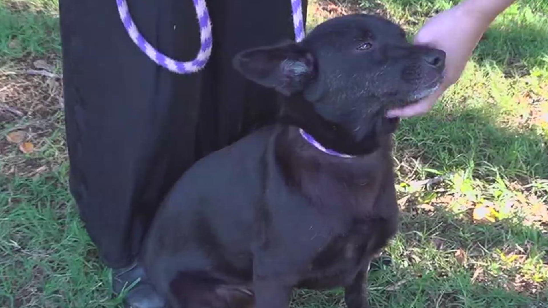 Fern is a super playful four-year-old Shephard-mix who is currently available for adoption at the Gulf Coast Humane Society.